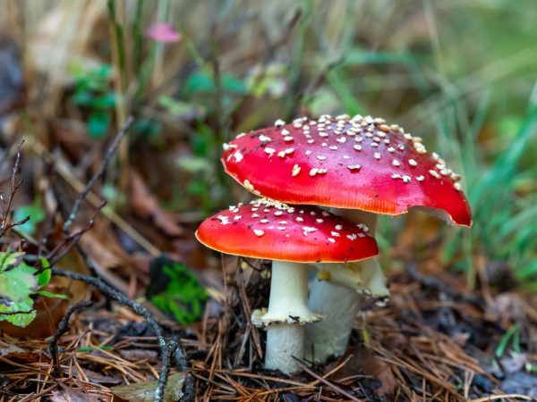 Interesting Facts About Fly Agarics (Amanita muscaria)