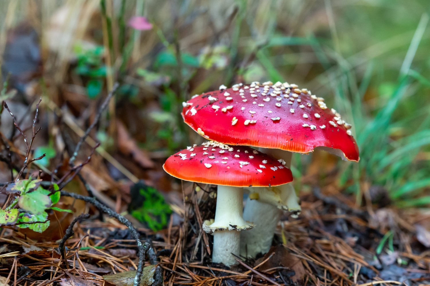 Interesting Facts About Fly Agarics (Amanita muscaria)