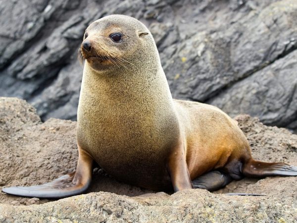 Interesting Facts About Fur Seals