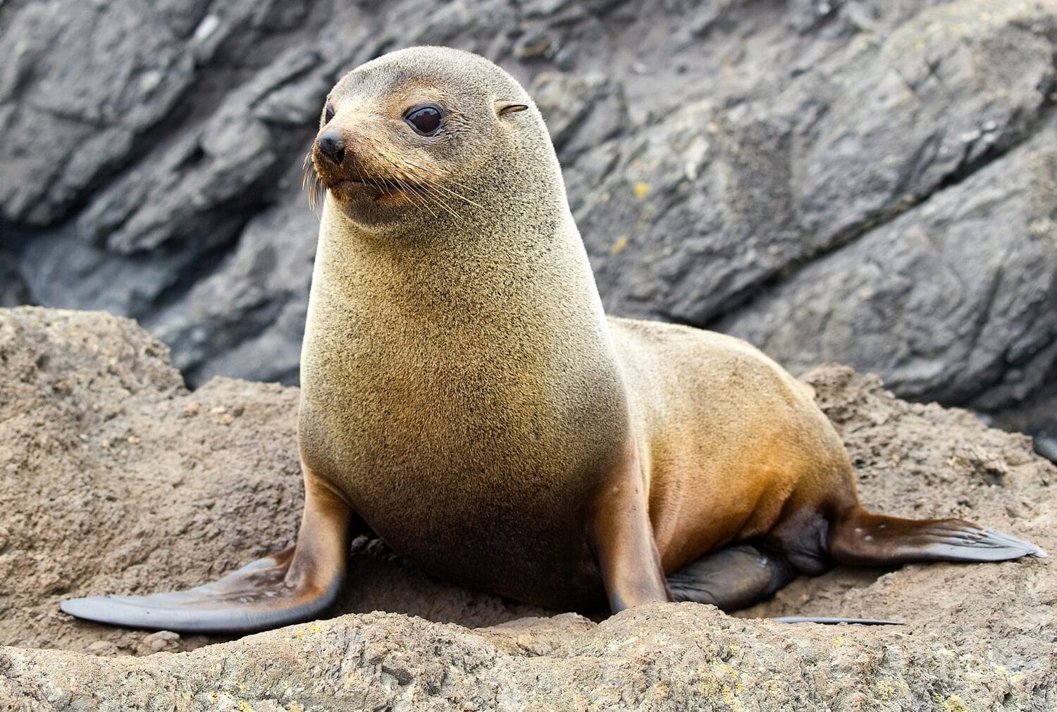 Interesting Facts About Fur Seals