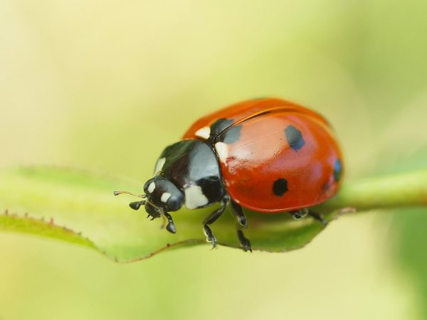 Interesting Facts About Ladybugs