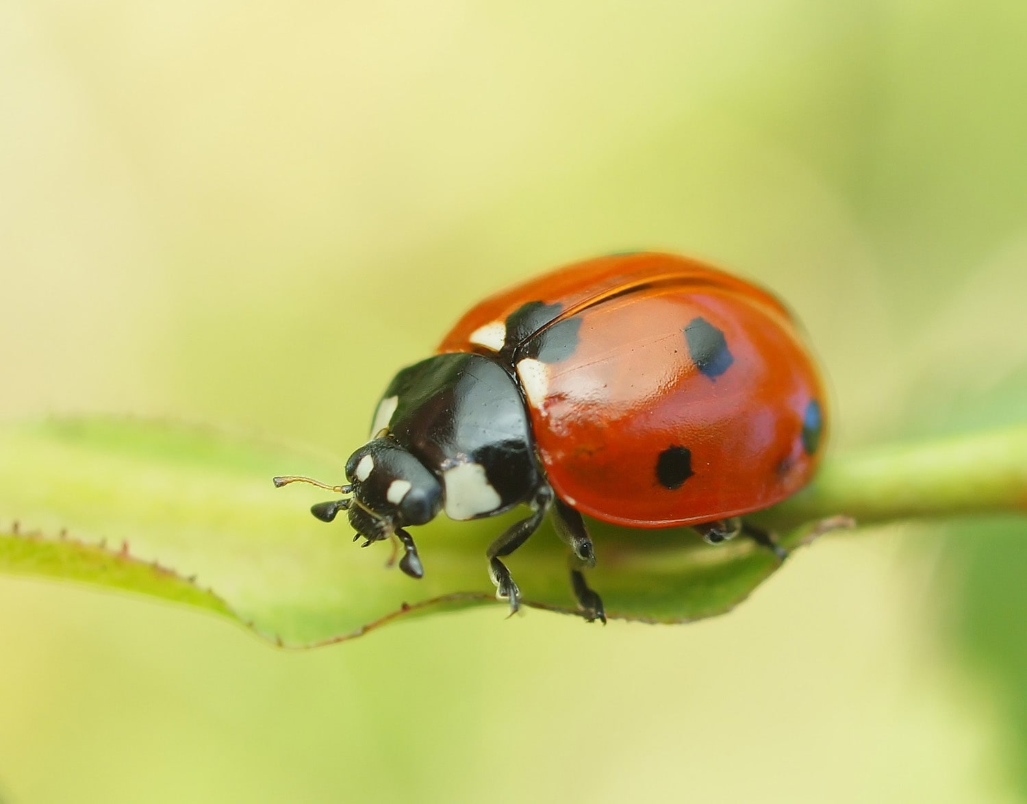 Interesting Facts About Ladybugs