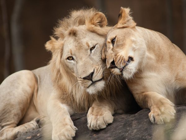 Interesting Facts About Lions