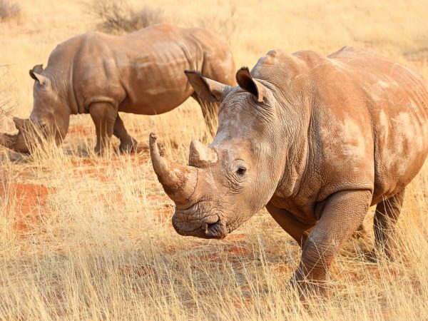 Interesting Facts About Rhinos