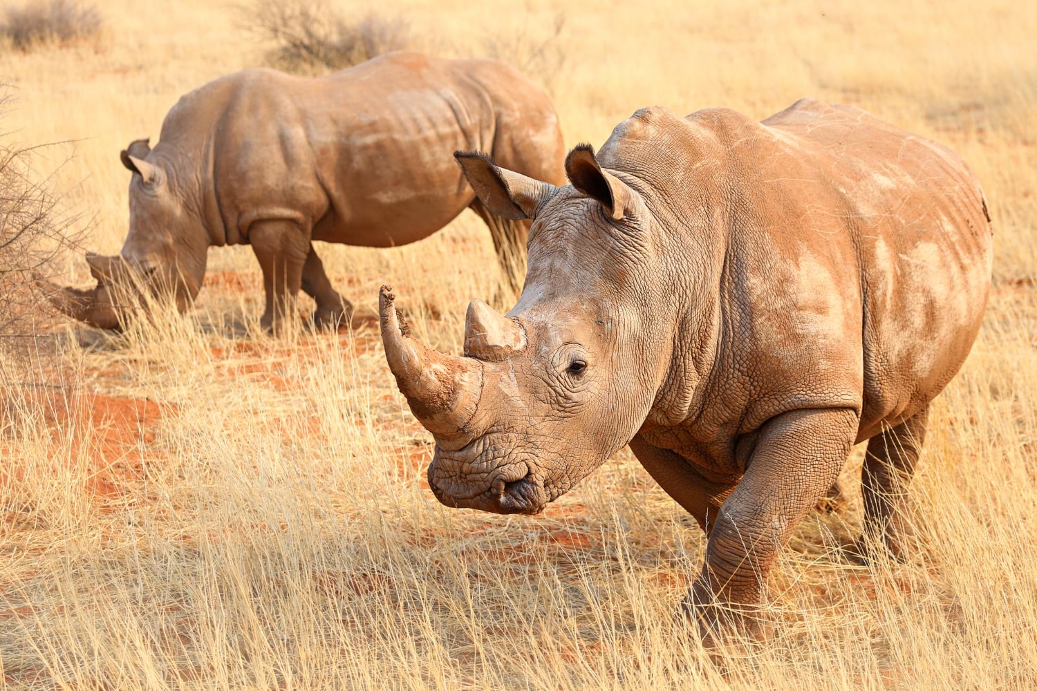 Interesting Facts About Rhinos