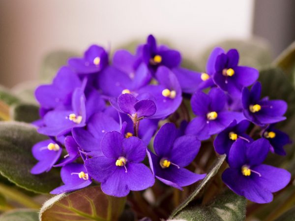 Interesting Facts About Violets