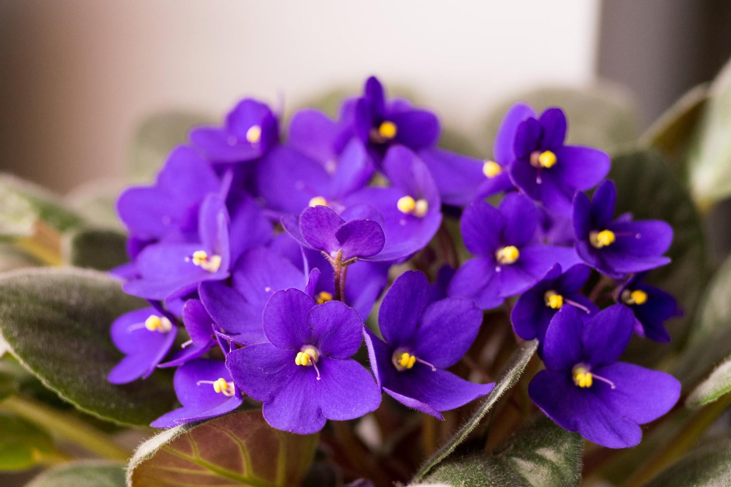 Interesting Facts About Violets