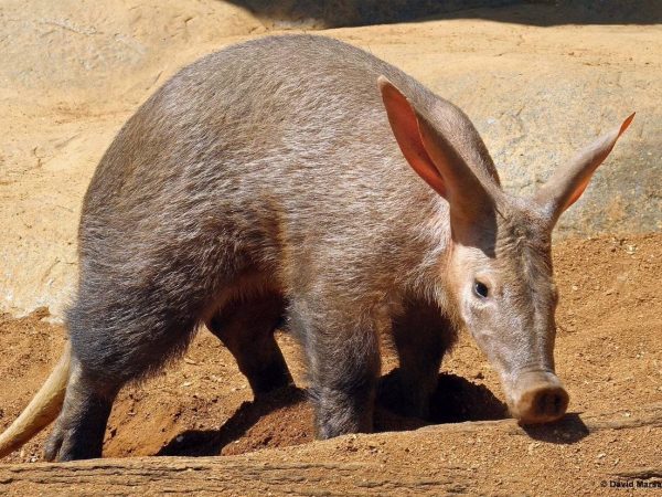 Interesting Facts About Aardvarks