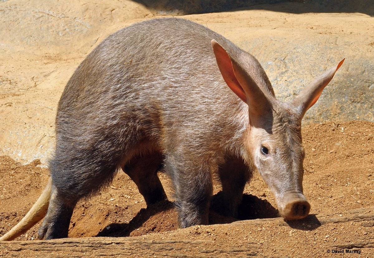 Interesting Facts About Aardvarks