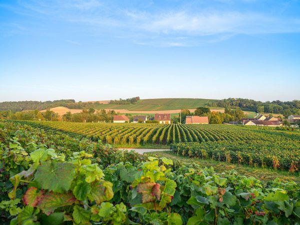 Interesting Facts About Champagne (province)