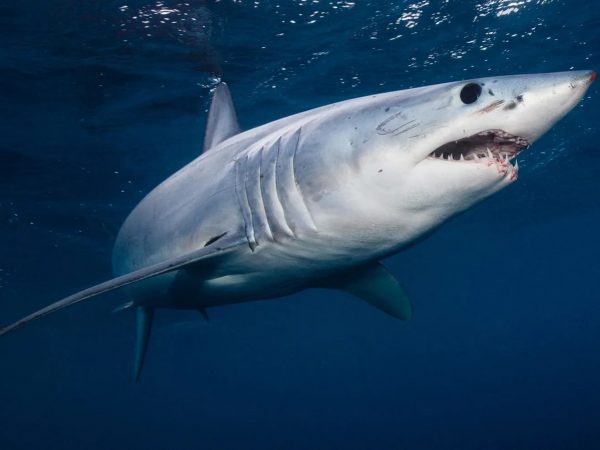 Interesting Facts About Mako Sharks