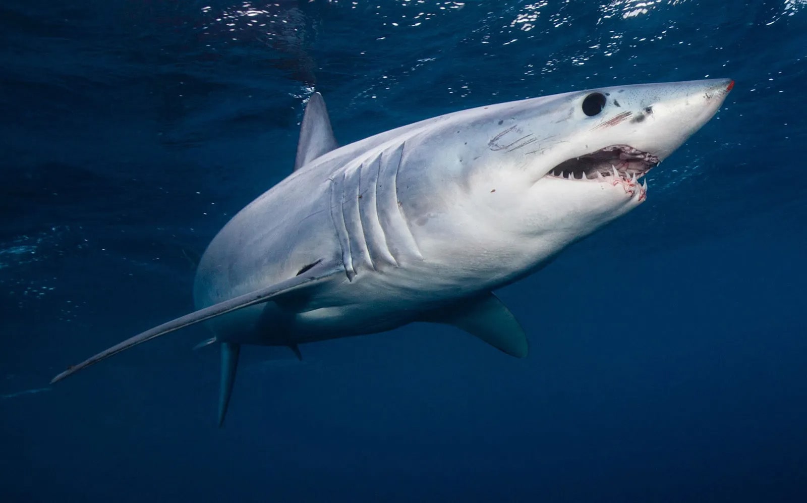 Interesting Facts About Mako Sharks