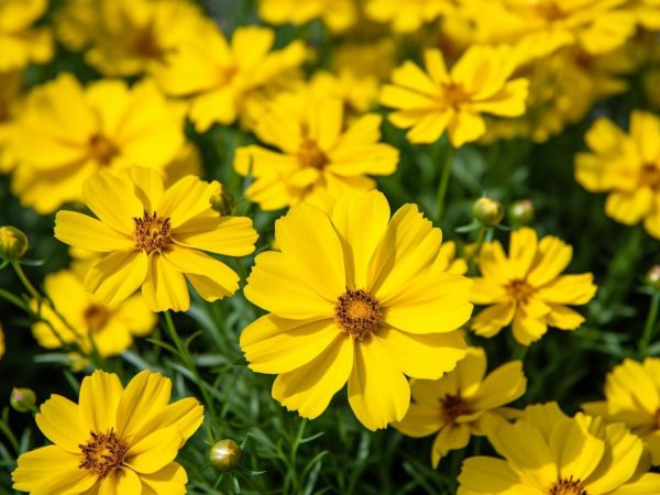 Interesting Facts About Coreopsis