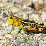 Interesting Facts About Grasshoppers