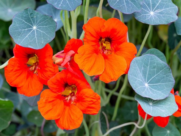 Interesting Facts About Nasturtium