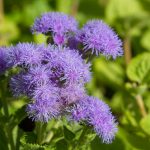 Interesting Facts About Ageratum