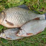 Interesting Facts About Crucian Carp