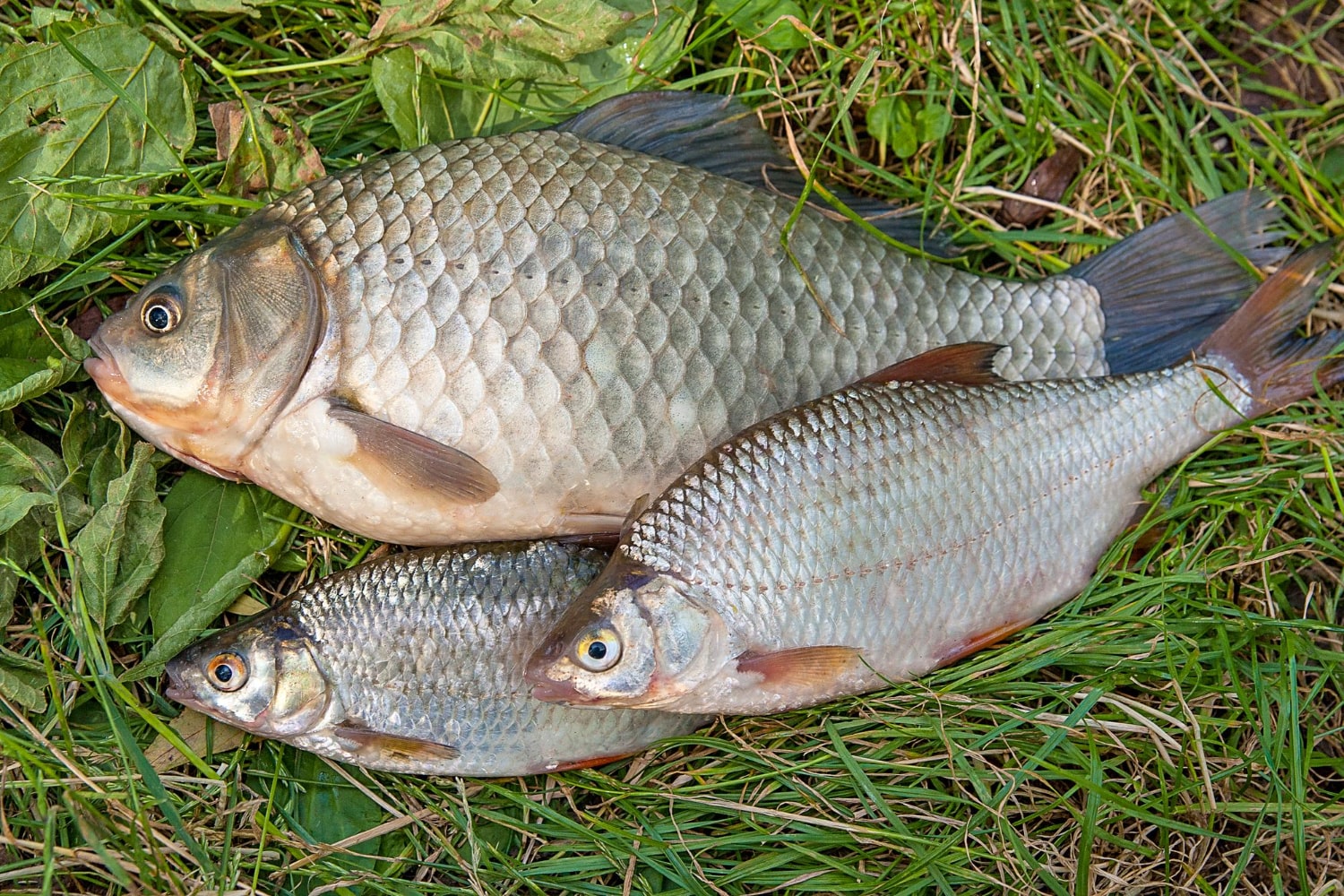 Interesting Facts About Crucian Carp