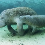 Interesting Facts About Dugongs