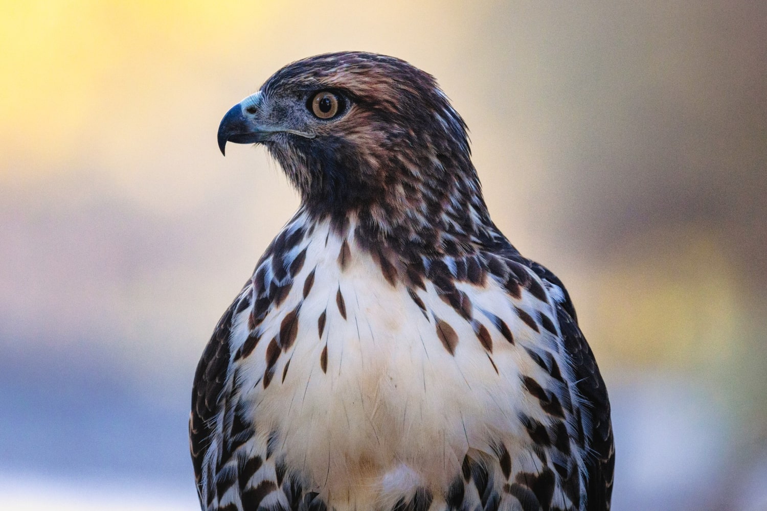 Interesting Facts About Falcons