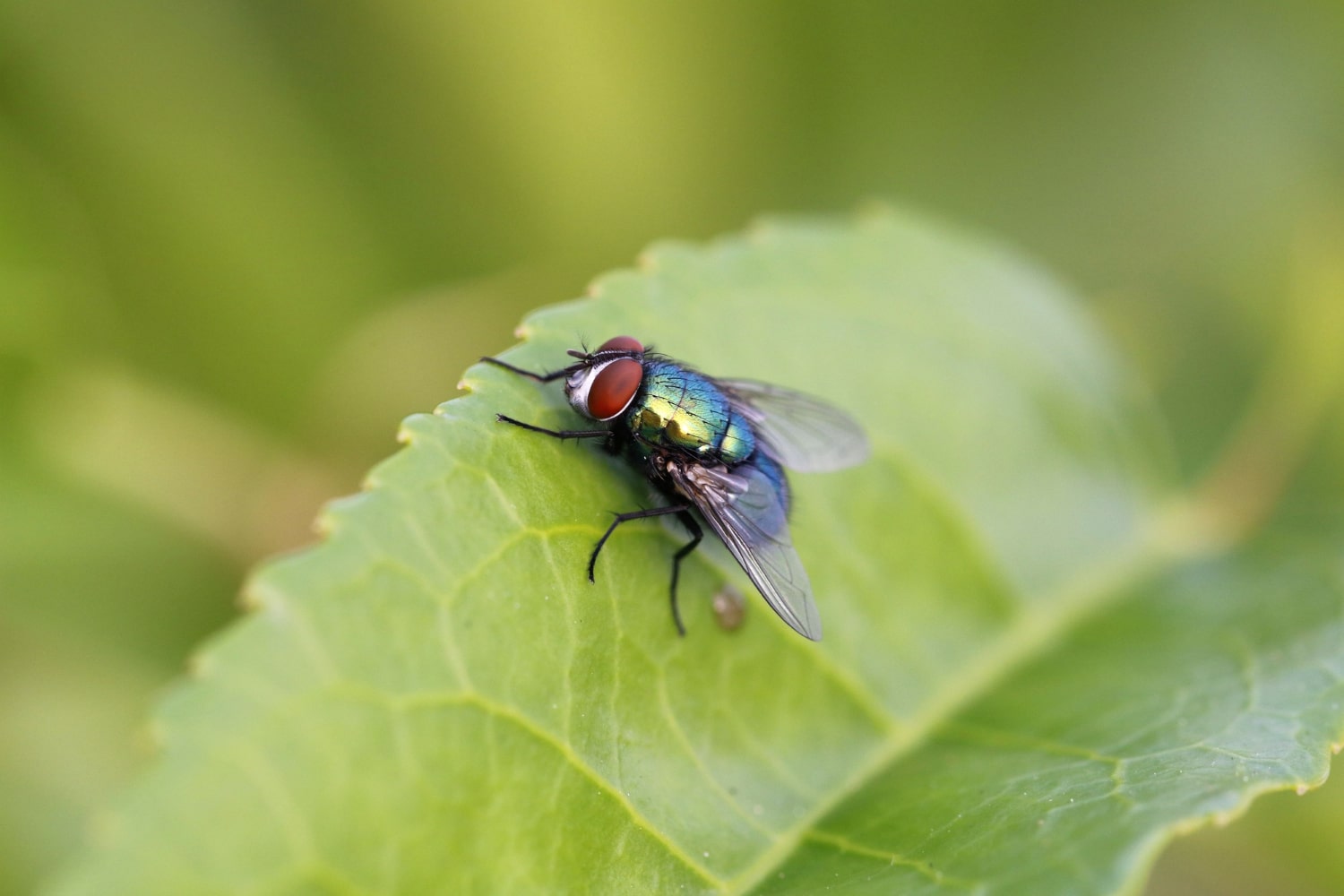 Interesting Facts About Flies