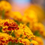 Interesting Facts About Marigolds