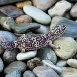 Interesting Facts About Newts