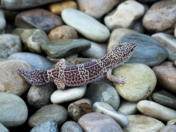 Interesting Facts About Newts