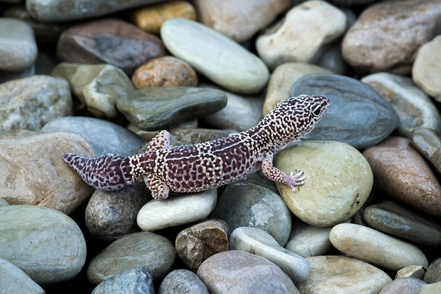 Interesting Facts About Newts