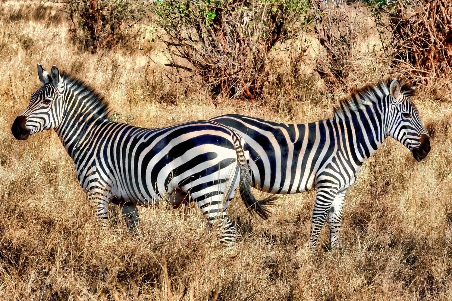 Interesting Facts About Zebras