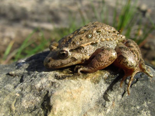Interesting Facts About Aga Frogs