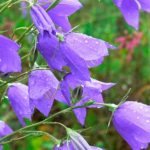 Interesting facts about bellflowers