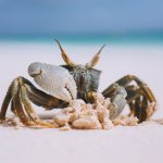 Interesting Facts About Crabs
