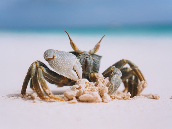 Interesting Facts About Crabs