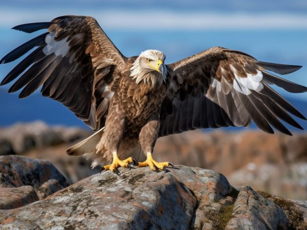 Interesting Facts About Eagles