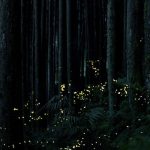 Interesting Facts About fireflies
