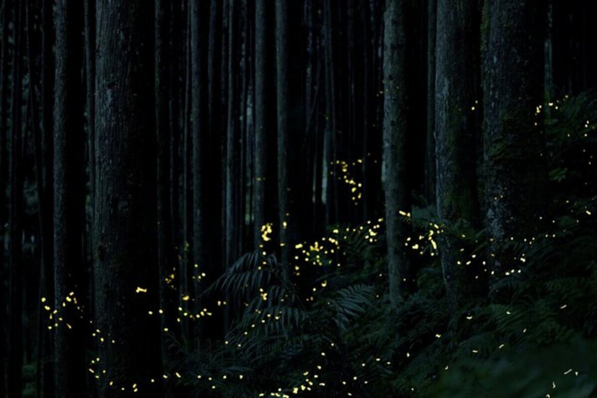 Interesting Facts About fireflies