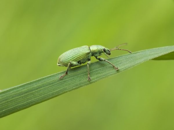 Interesting Facts About Leaf Insects