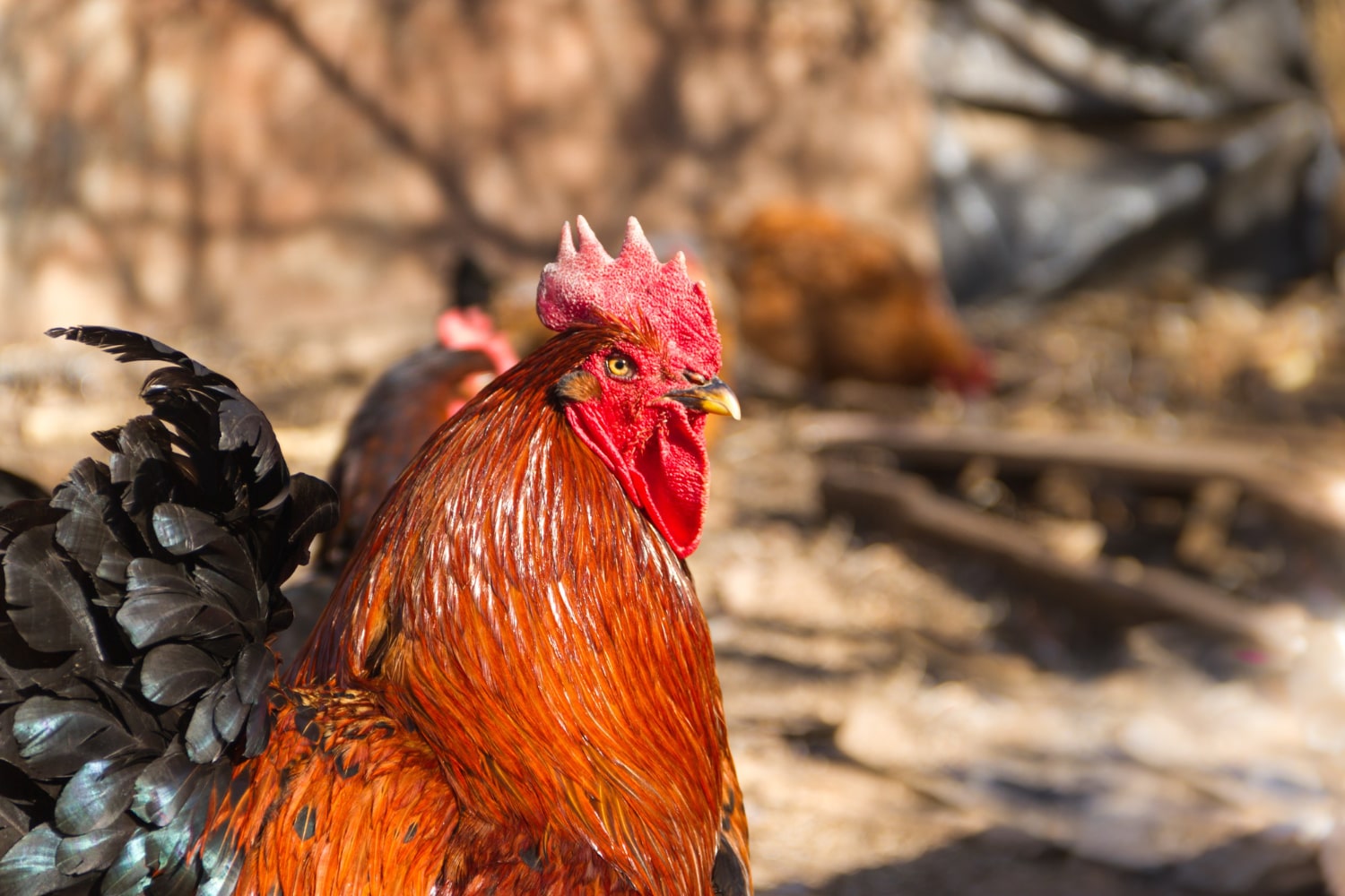 Interesting Facts About Roosters
