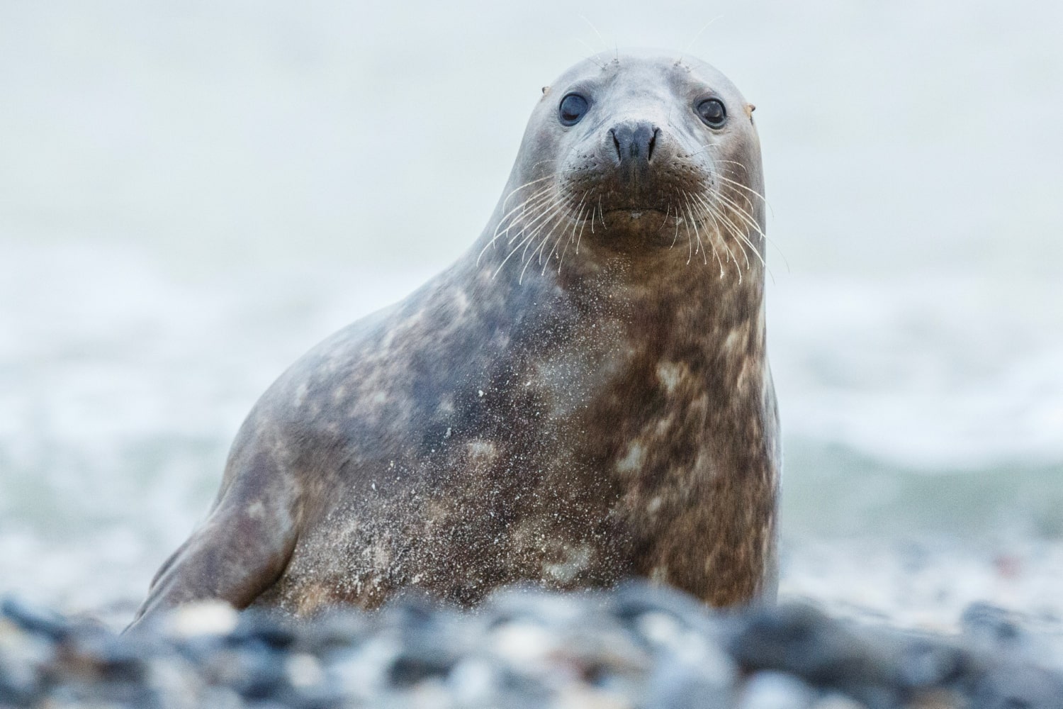 Interesting Facts About Seals