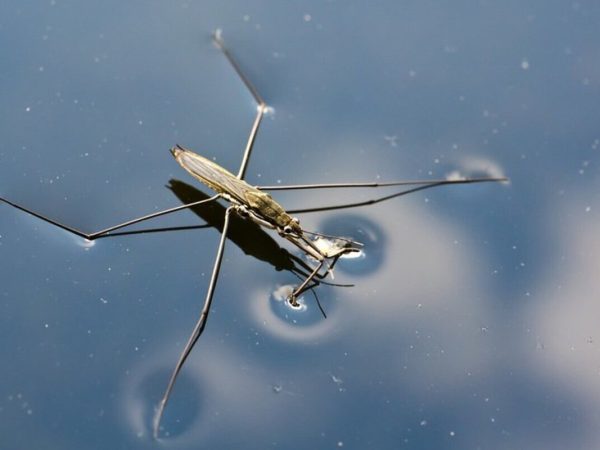 Interesting Facts About Water Striders