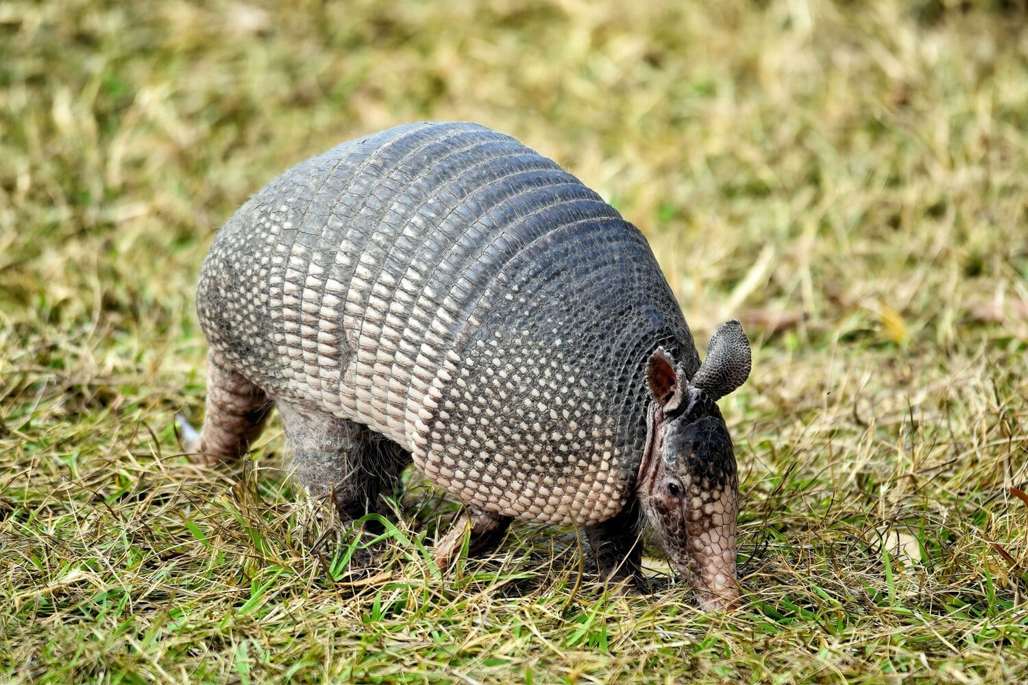 Interesting Facts About Armadillos