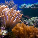 Interesting Facts About Coral Atolls