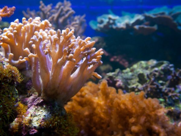 Interesting Facts About Coral Atolls