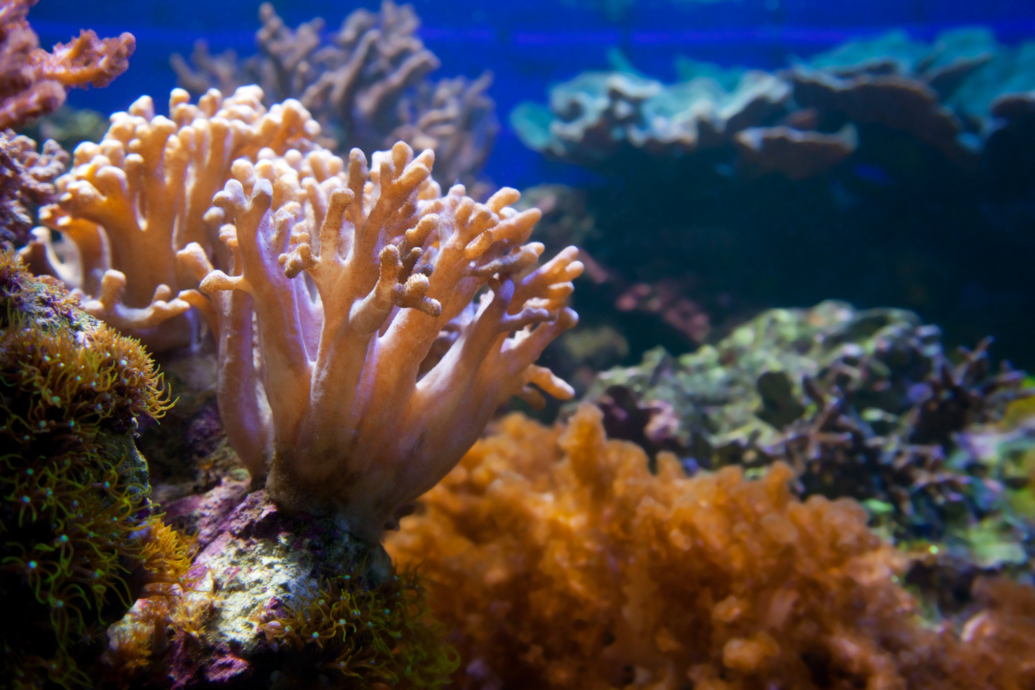 Interesting Facts About Coral Atolls