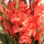 Interesting Facts About Gladiolus