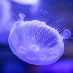 Ciekawostki o meduzach