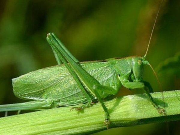 Interesting Facts About Grasshoppers