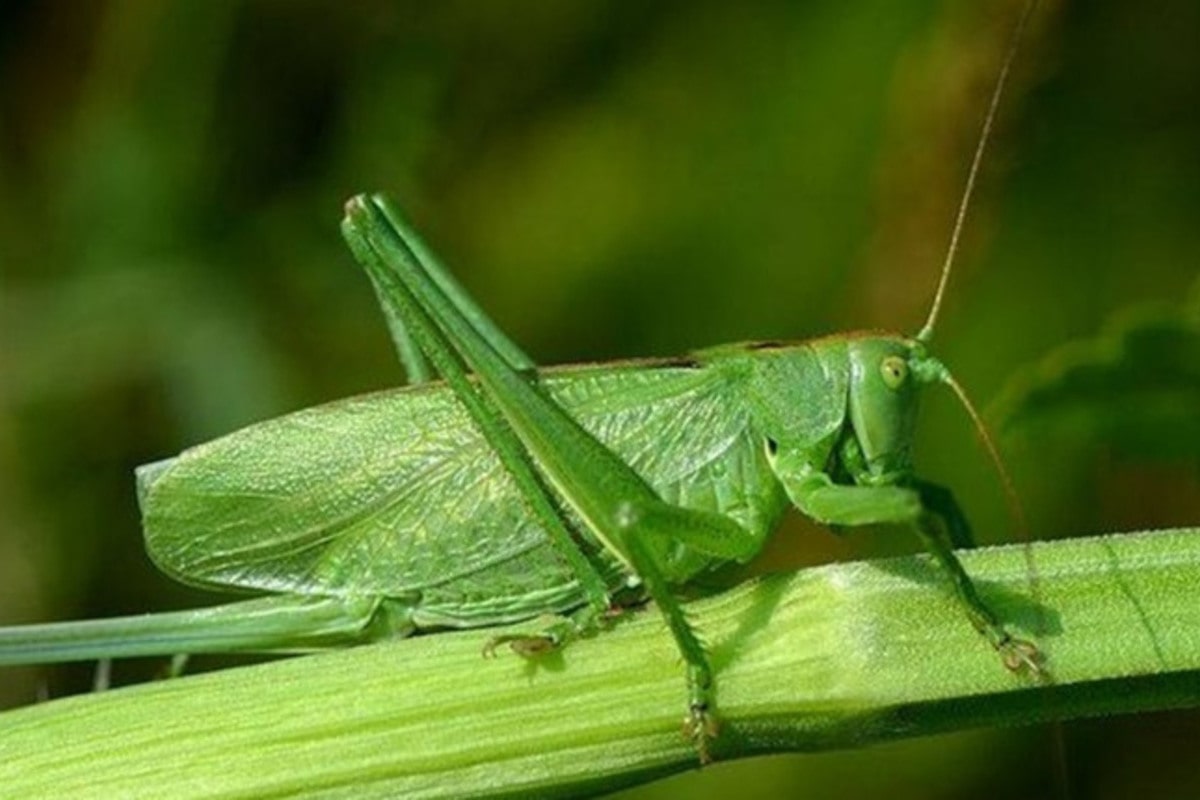 Interesting Facts About Grasshoppers