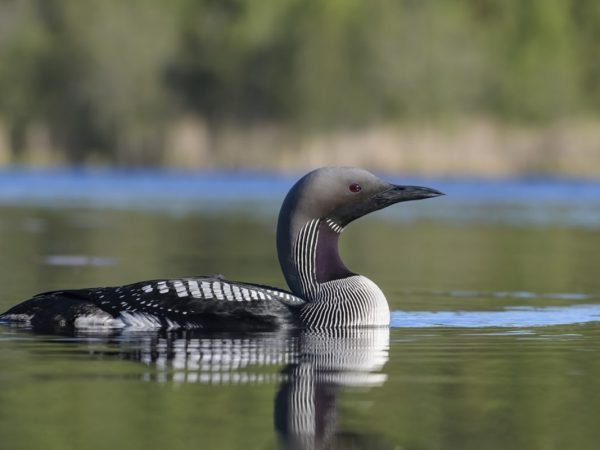 Цікаві факти про гагар
